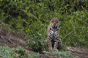 Mato Grosso Prints: A jaguar, Panthera onca, standing