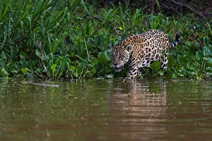 Mato Grosso Prints: A Jaguar, Panthera onca, walking along the Cuiaba River. Mato Grosso Do Sul State, Brazil