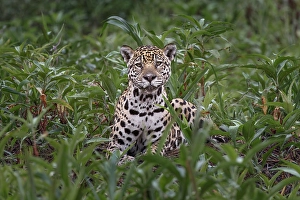 Porto Jofre Prints: Jaguar along the river banks of Cuiaba River, Pantanal, Brazil