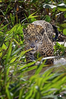 Porto Jofre Prints: Jaguar along the river banks of Cuiaba River, Pantanal, Brazil