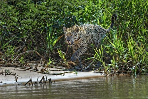 Porto Jofre Prints: Jaguar along the river banks of Cuiaba River, Pantanal, Brazil