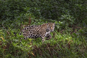 Pantanal Prints: Jaguar along the river banks of Cuiaba River, Pantanal, Brazil