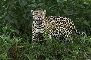 Pantanal Prints: Jaguar along the river banks of Cuiaba River, Pantanal, Brazil
