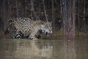 Images Dated 25th September 2017: Jaguar stalking