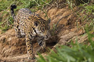 Stalking Prints: Jaguar stalking