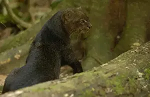 Savanna Prints: Jaguarundi (Herpailurus yaguarondi) a Amazon Rain Forest. ECUADOR. South America