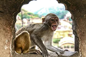 Images Dated 5th August 2020: Jaipur, India, Monkey Temple, laughing Macaque