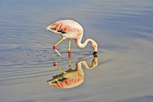 Antofagasta Prints: James Flamingo in Flamingo National Park, San Pedro de Atacama, Antofagasta Region, Chile