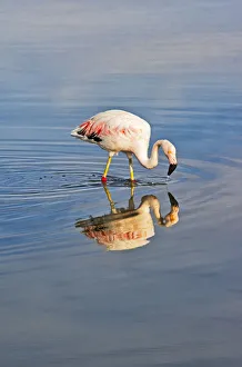 James Flamingo in Flamingo National Park, San Pedro de Atacama, Antofagasta Region, Chile