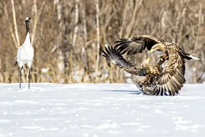 Fight Prints: Japan, Hokkaido, Fighting Eagles