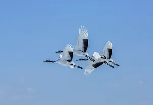 Jim Zuckerman Prints: Japan, Hokkaido. Japanese cranes flying
