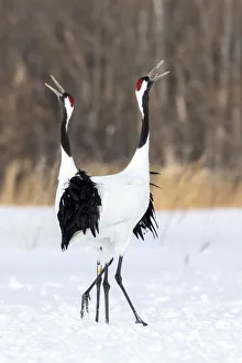Animal Anatomy Prints: Japan, Hokkaido, Japanese Red-Crowned Cranes