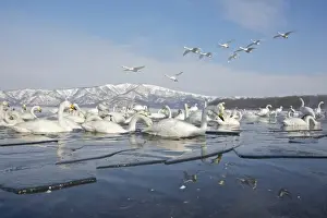 Images Dated 6th February 2010: Japan, Hokkaido, Teshikaga. Whooper swans rest and fly over partially ice-covered Lake Kussharo