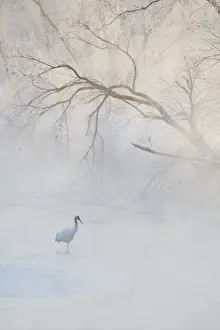 Josh Anon Prints: Japan, Hokkaido, Tsurui. A hooded crane walks through a cold river under hoarfrost-covered
