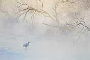 Japan Gallery: Japan, Hokkaido, Tsurui. Hooded crane walks in river at sunrise