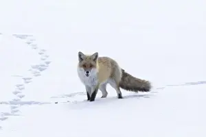 Images Dated 4th February 2010: Japan, Hokkaido, Tsurui. A red fox walks through a snowy field