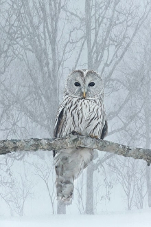Images Dated 8th February 2015: Japan, Hokkaido. Ural owl on limb in winter