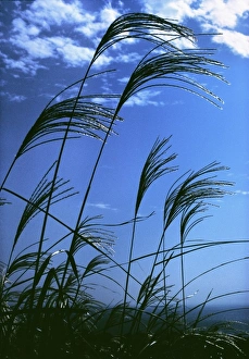 Grasse Prints: Japan, Honshu, Kanagawa Pref. Fuji-Hakone-Izu NP. Susuki grasses stand tall in