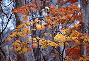Honshu Prints: Japan, Honshu, Tochigi Pref. Nikko NP. Backlighting intensifies the colors in these
