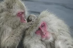 Japan, Jigokudani Monkey Park. A snow monkey grooms another while sitting in a hot spring