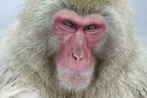 Images Dated 12th January 2006: Japan, Jigokudani Monkey Park. A snow monkey looks pensively at the camera