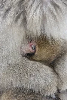 Japan, Jigokudani, Snow monkey baby peeking out from mothers arms (Japanese
