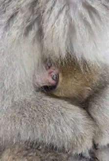 Silver Prints: Japan, Jigokudani, Snow monkey baby peeking out from mothers arms (Japanese