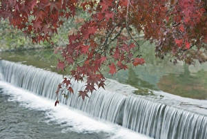 Arashiyama Prints: Japan, Kyoto, Arashiyama, Maple Leaves and Waterfall