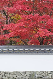Images Dated 28th November 2011: Japan, Kyoto, Autumn Color at Eikando Temple