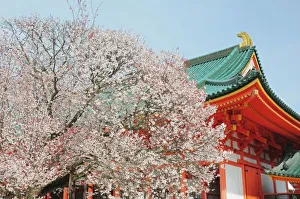 Cherry Blossom Prints: Japan, Kyoto. Cherry blossom of Shinto