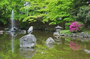 Images Dated 9th March 2011: Japan, Kyoto. Heron in fresh green leaves