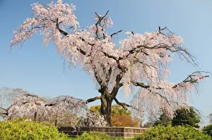 Cherry Blossom Prints: Japan, Kyoto. Weeping