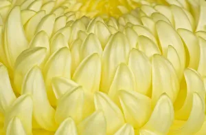 Mono Chrome Prints: Japan, Mie, Ise Shrine, Chrysanthemum