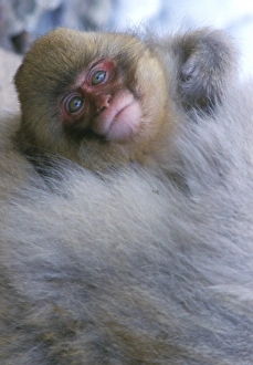 Snow Monkey Prints: Japan, Nagano, Jigokudani, Snow Monkey Baby, Japanese Macaque, (Macaca fuscata)