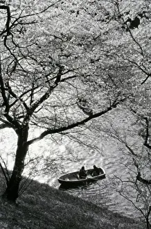 Cherry Blossom Prints: Japan, Tokyo. Cherry blossoms in the Imperial Palace Gardens