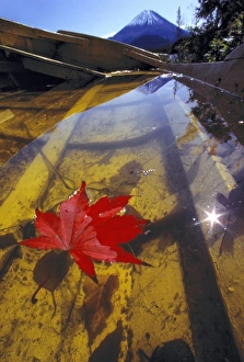 Mountain Peak Prints: Japan, Yamanashi Pref. Mt Fuji. A brilliant red maple leaf floats in a water-logged boat
