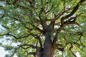 Tokyo Prints: Japanese Camphor tree, Meiji Jingu shrine, Shibuya, Tokyo, Japan