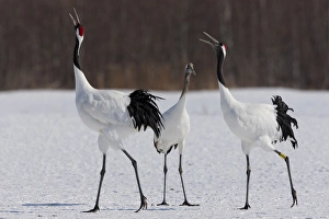 Creature Prints: Japanese cranes, Hokkaido, Japan