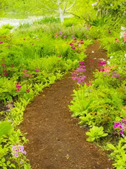 Images Dated 11th May 2017: The Japanese garden at the Gardens of Hatley Castle with path leading to a pond