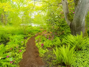 Victoria Prints: The Japanese garden at the Gardens of Hatley Castle with path leading to a pond