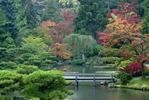 Japanese Garden at the Washington Park Arboretum, Seattle, Washington, USA