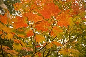 Images Dated 9th October 2007: Japanese Garden, Washinton Park, Autumn Colors, Seattle, Washington State, USA (RF)
