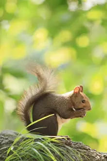 Squirrel Prints: Japanese Hokkaido Squirrel (Sciurus vulgaris Orientis) on Mt Maruyama