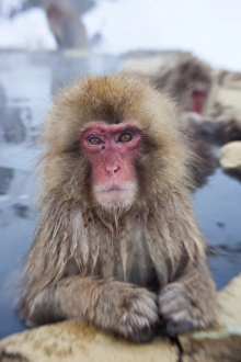 Images Dated 21st January 2011: Japanese macaque (Macaca fuscata) / Snow monkey, Joshin-etsu National Park, Honshu, Japan