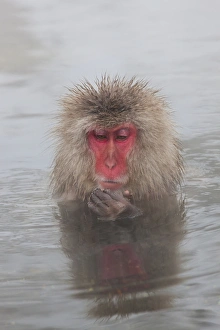 Images Dated 22nd January 2011: Japanese macaque (Macaca fuscata) / Snow monkey, Joshin-etsu National Park, Honshu, Japan