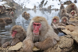 Images Dated 22nd January 2011: Japanese macaque (Macaca fuscata) / Snow monkey, Joshin-etsu National Park, Honshu, Japan