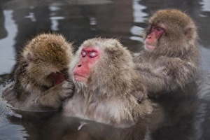 Family Prints: Japanese macaque (Macaca fuscata) / Snow monkey, Joshin-etsu National Park, Honshu, Japan