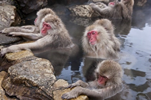 Japanese macaque (Macaca fuscata) / Snow monkey, Joshin-etsu National Park, Honshu, Japan