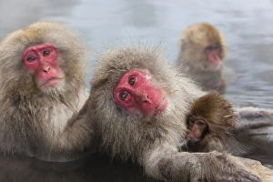Images Dated 23rd January 2011: Japanese macaque (Macaca fuscata) / Snow monkey, Joshin-etsu National Park, Honshu, Japan