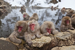 Images Dated 22nd January 2011: Japanese macaque (Macaca fuscata) / Snow monkey, Joshin-etsu National Park, Honshu, Japan